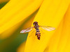 Macro / close-up : Macro and close-up images from various places, but especially near Bogor, West Java, Indonesia.  
Also take a look at my DRAGONFLY GALLERY at: http://rdudley.smugmug.com/gallery/3356227_7mMrH#255316184_LvTyY