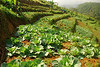 Indonesia: Pancawati Collection. : A collection of images from a rural area of West Java, Indonesia, near the village of Pancawati.  This area was a tea plantation until 2000 when it was taken over by local farmers.  Now a variety of crops are grown there, but the area is always in danger of being converted to housing as it is near the Jakarta suburb of Bogor, Indonesia.  This is about 60 0r 70 km south of Jakarta.  This is one of my favorite places for taking walks with my camera.   See my other gallery of pictures from nearby areas at  http://rdudley.smugmug.com/gallery/3345018#186420702