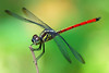 dragonflies : Dragonflies and damselflies from West Java, Indonesia