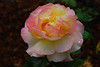 Flowers and ornamental plants : Flowers from various places including formal gardens and natural locations.