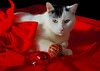 Christmas : Just some interesting Christmas related images