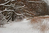 Coastal New York: Marshlands : Fall and winter at the Marshlands Conservancy (Marshland County Park) in Rye, New York near its border with Mamaroneck.