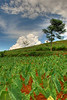 Indonesia: Near Bogor, West Java. : Various images collected, especially while biking, near Bogor, West Java, Indonesia.  Also see my other gallery of pictures from my favorite walking site - Pancawati. (http://rdudley.smugmug.com/gallery/3344730#186404000)