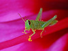 Macro / close-up : Macro and close-up images from various places, but especially near Bogor, West Java, Indonesia.  
Also take a look at my DRAGONFLY GALLERY at: http://rdudley.smugmug.com/gallery/3356227_7mMrH#255316184_LvTyY